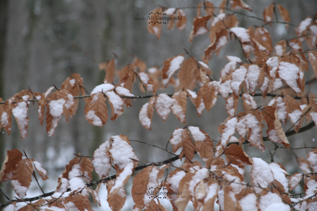 celts forest winter series snowy leaves