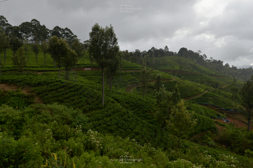 3n4 5006 landscape series