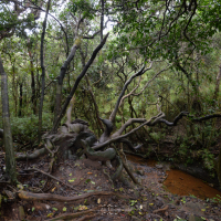 3n4 5196 horton plains