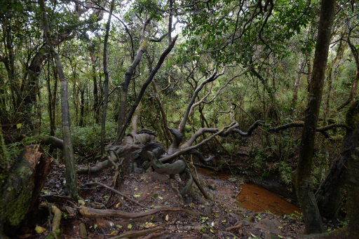 3n4 5196 horton plains