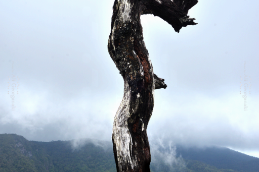 3n4 5331 horton plains