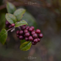 3n4 5336 nature series