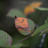 3n4 5352 nature series