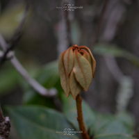 3n4 5358 nature series