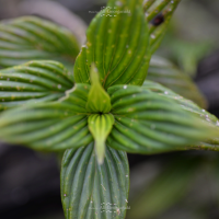 3n4 5362 nature series