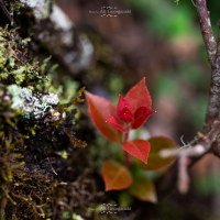 3n4 5377 nature series