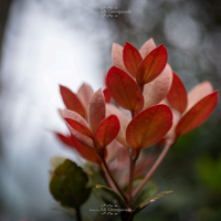 3n4 5385 nature series