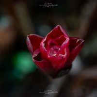 3n4 5396 nature series