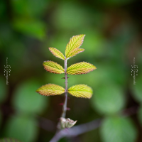 3n4 5409 nature series