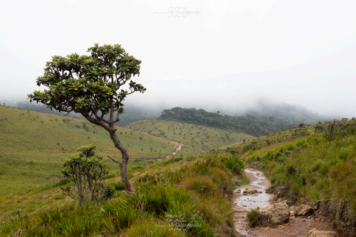 3n4 5429 horton plains