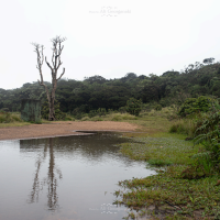 3n4 5565 horton plains
