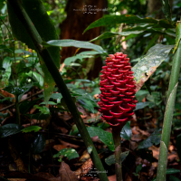 3n4 7829 nature series