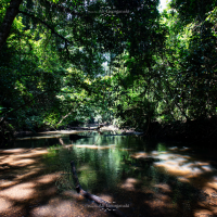 3n4 8267 nature series rain forest taman negara