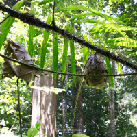 3n4 8283 nature series rain forest bee hive