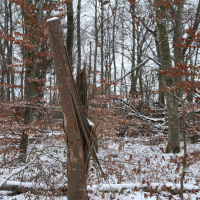 img 3139 winter series