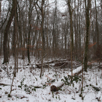 img 3210 winter series