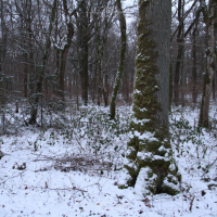 img 3242 winter series